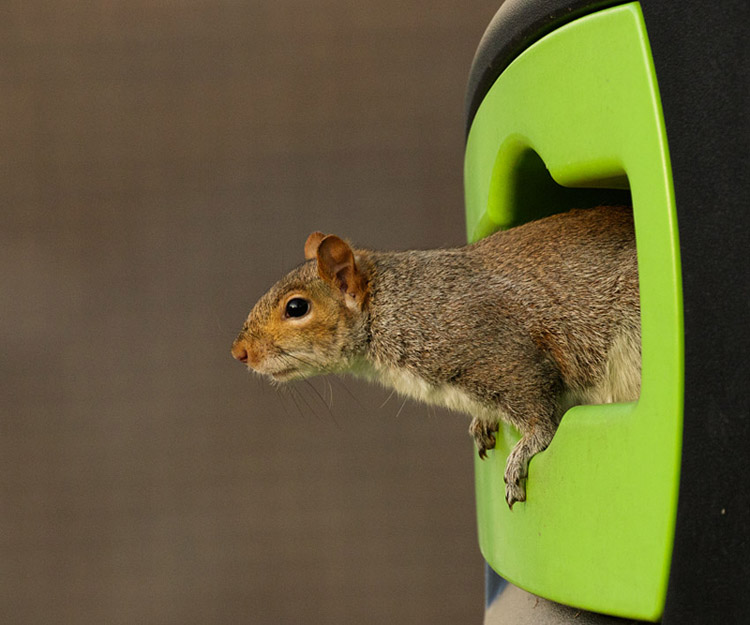 Grey squirrel in rubbish bin at University of Brighton, Moulsecoomb campus