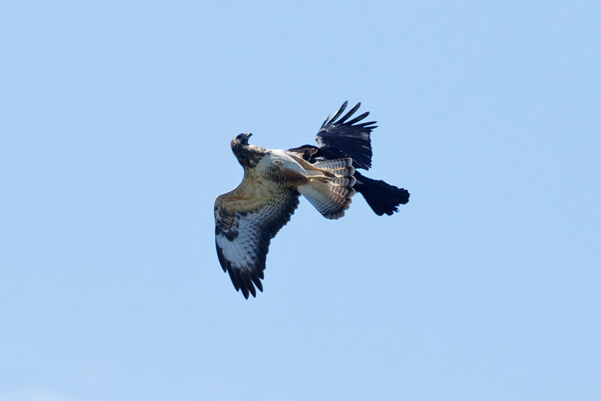 Buzzard being mobbed by a crow  at Moulsecoomb, Brighton