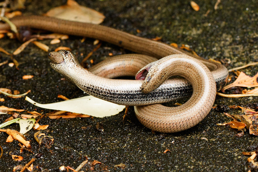 slow worms mating