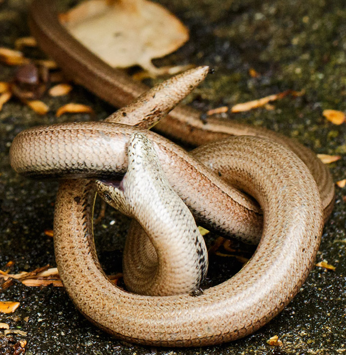 Pair of slow worms mating