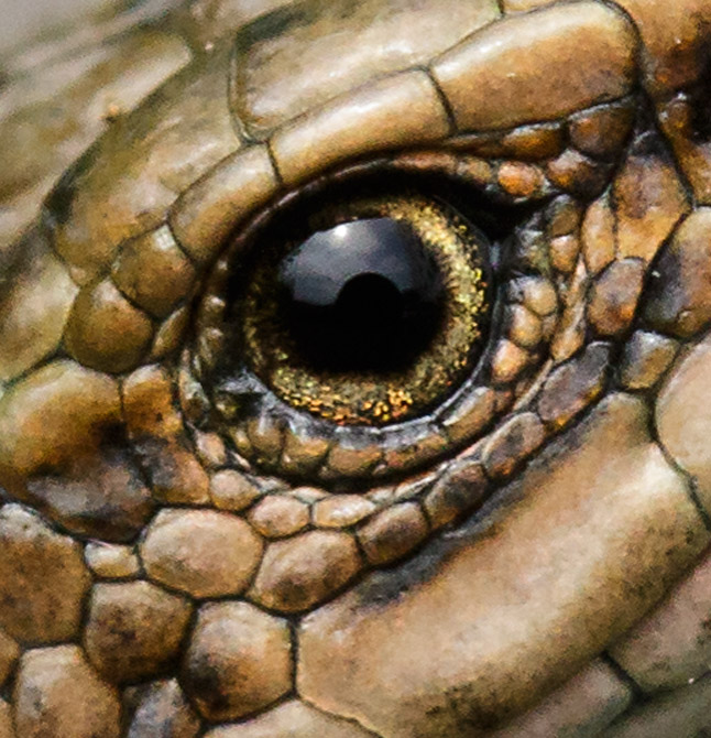 Eye of Lizard