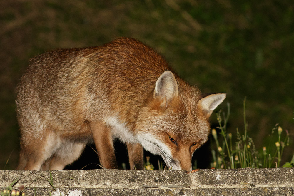 Male fox 
