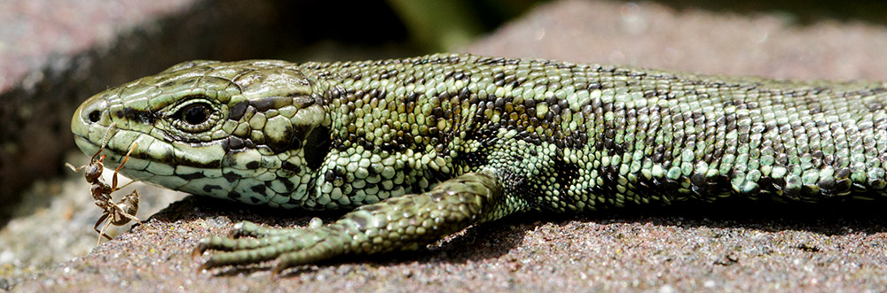 Common lizard at Watts bank, University of Brighton, Moulsecoomb campus