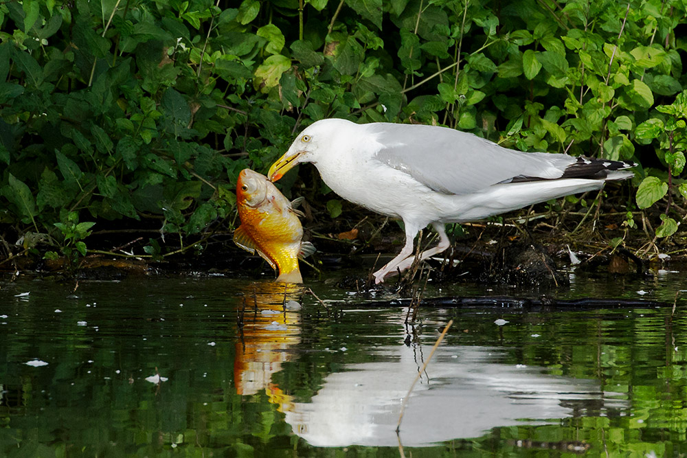 Herring gull catching goldfish at  Falmer Pond, East Sussex