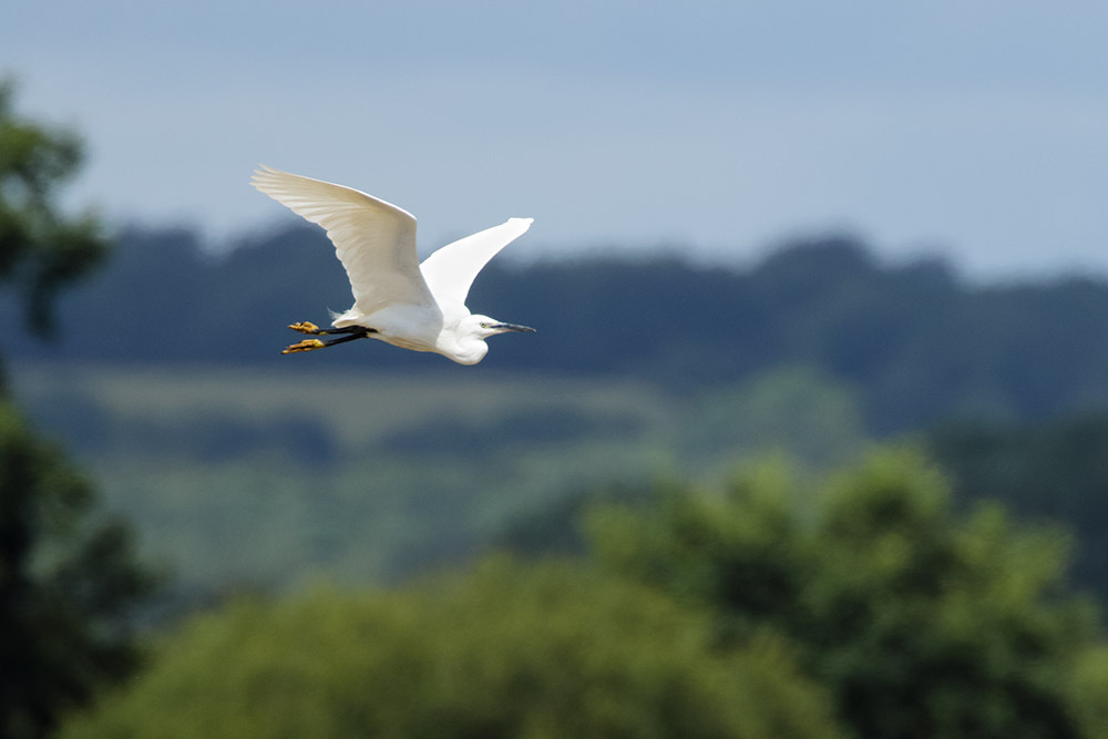 Little egret at Pulborough Brooks