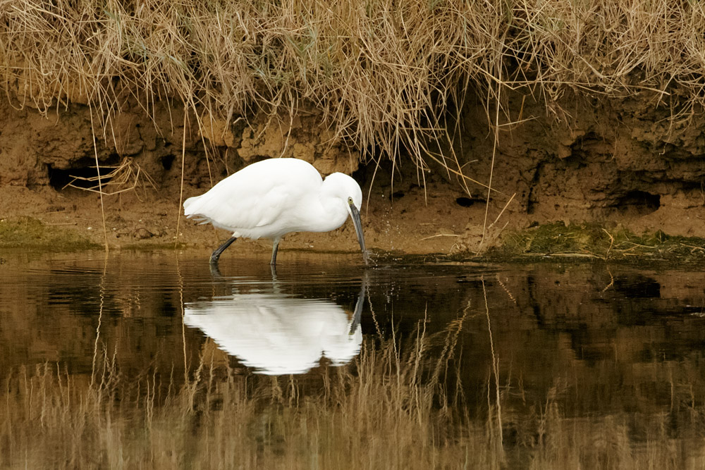 Little Egret at Seven Sisters Country Park, East Sussex