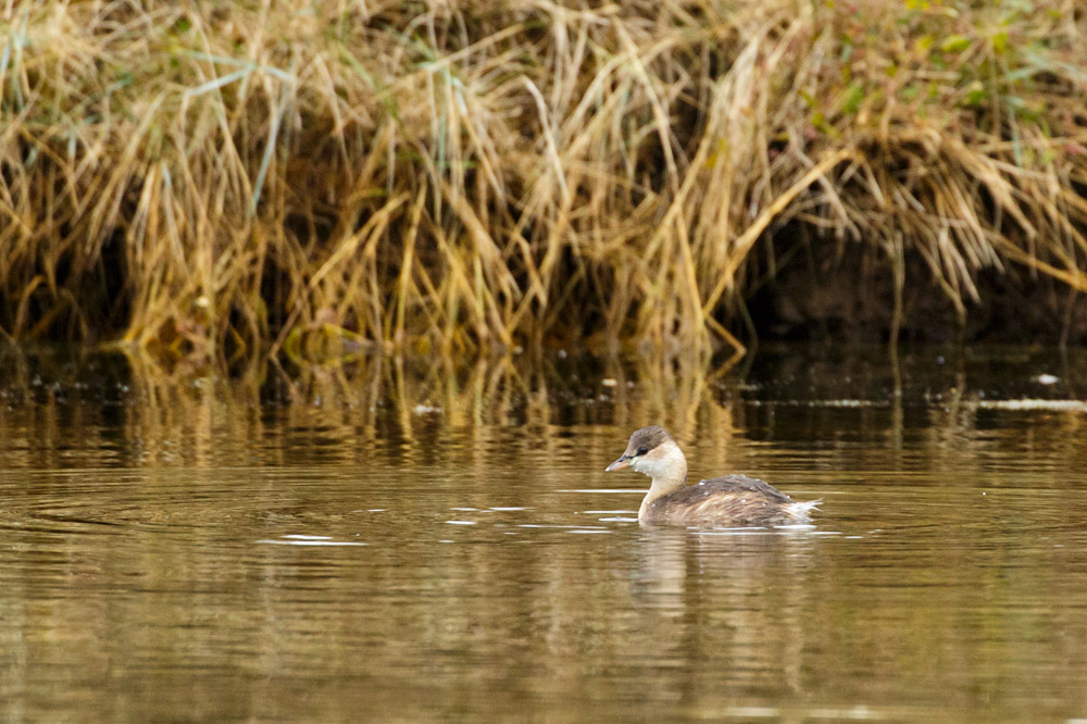 Little grebe at Seven Sisters Country Park