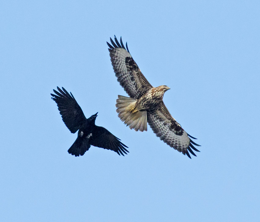 buzzard and crow