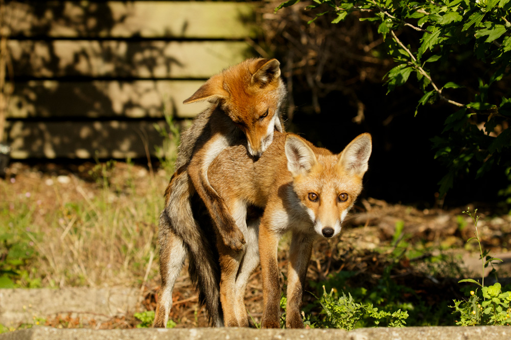 fox cubs playing