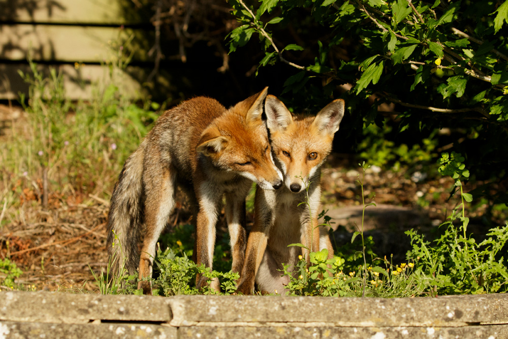 fox cubs playing