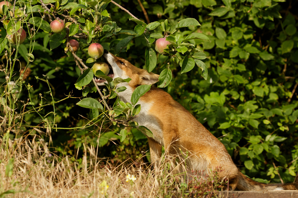 fox cub and apple