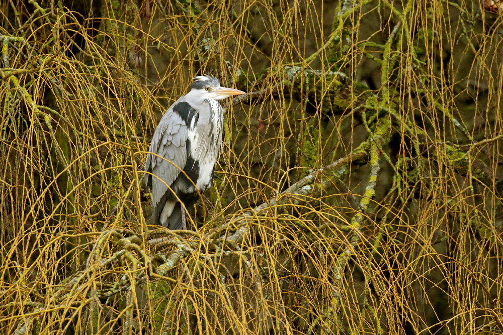 heron in tree