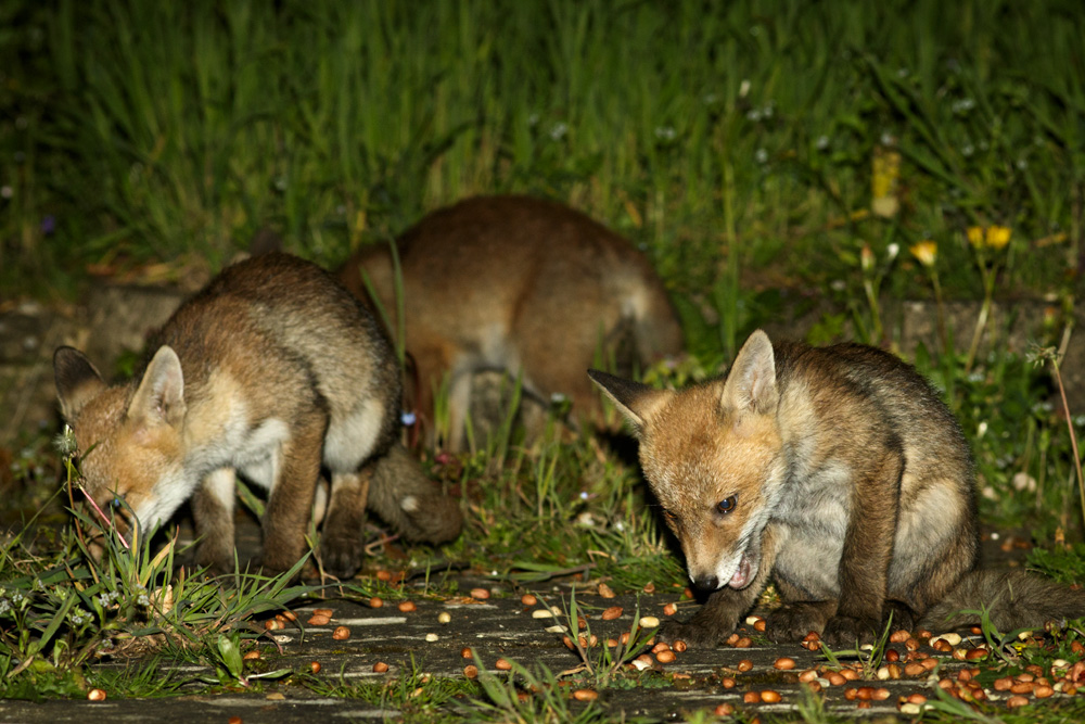 fox cubs