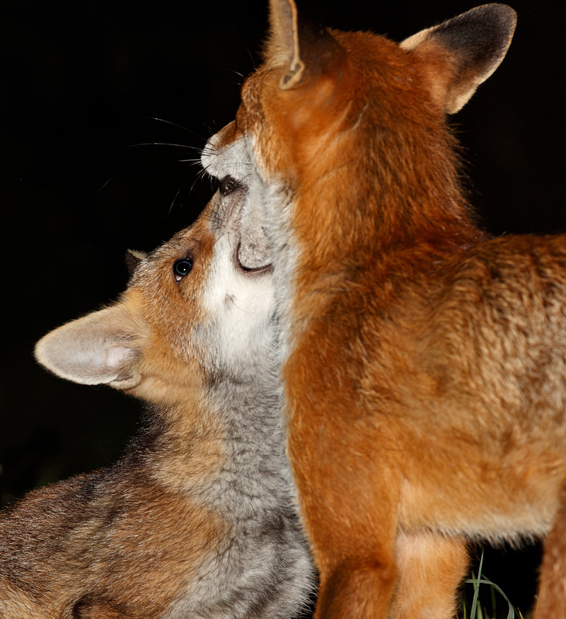 vixen and fox cub