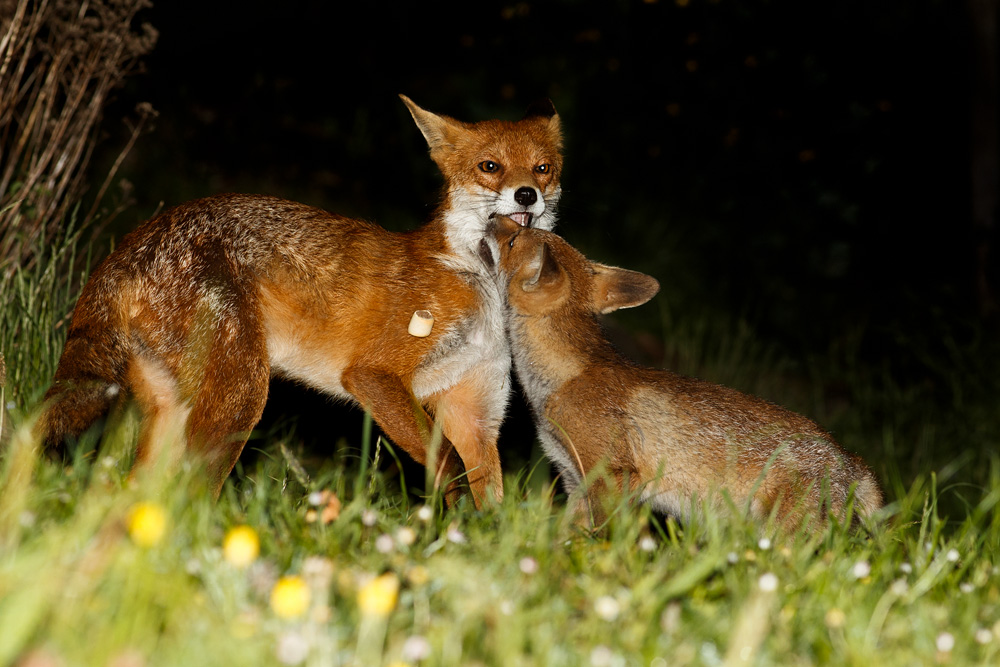 vixen and fox cub