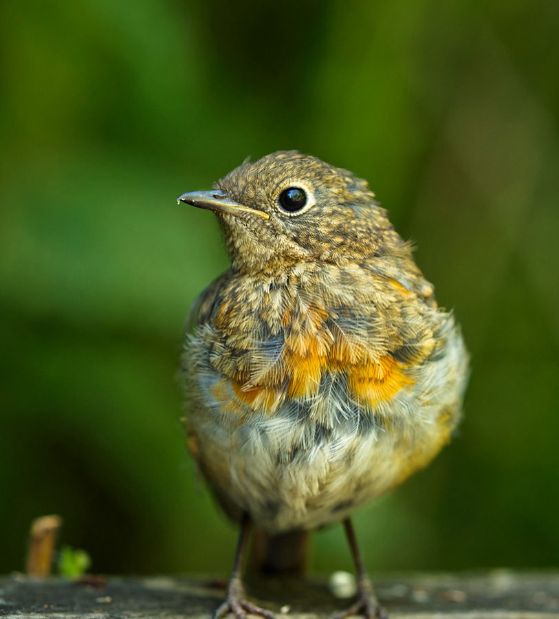 robin fledgling