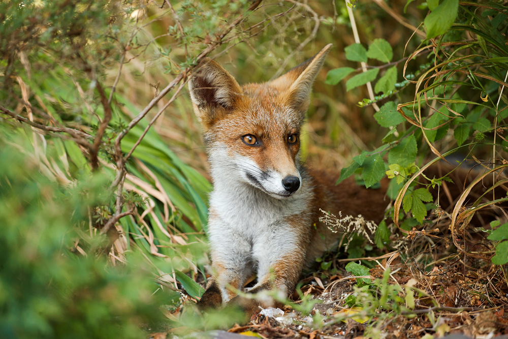 young fox