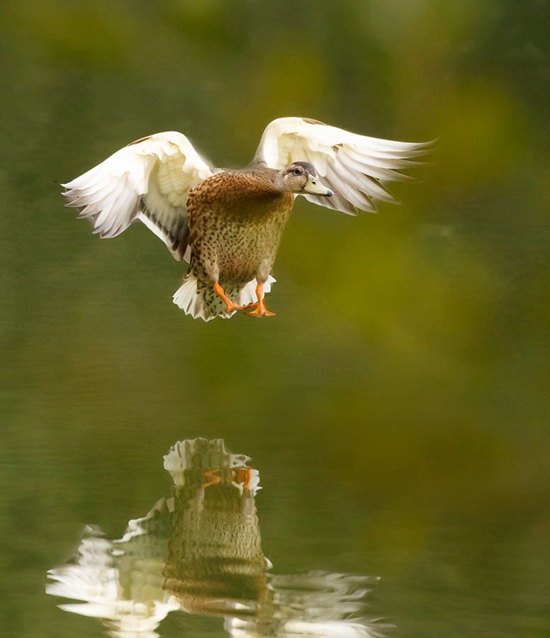 Duck at Falmer Pond