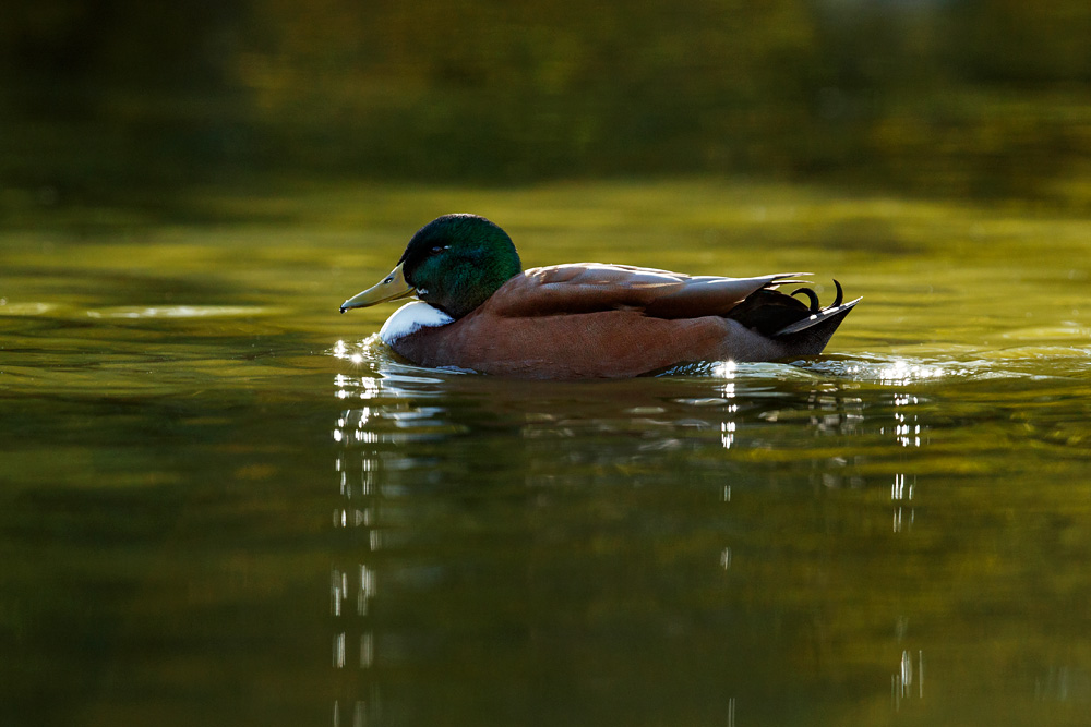 Duck on calm water