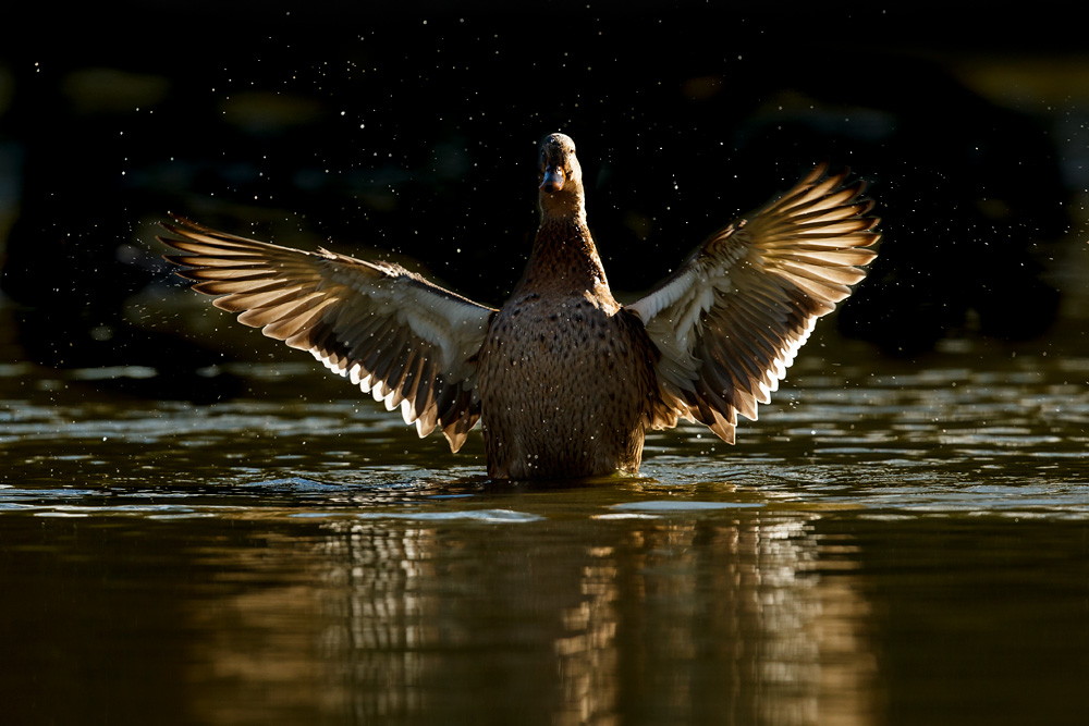 Duck splashing with wings raised