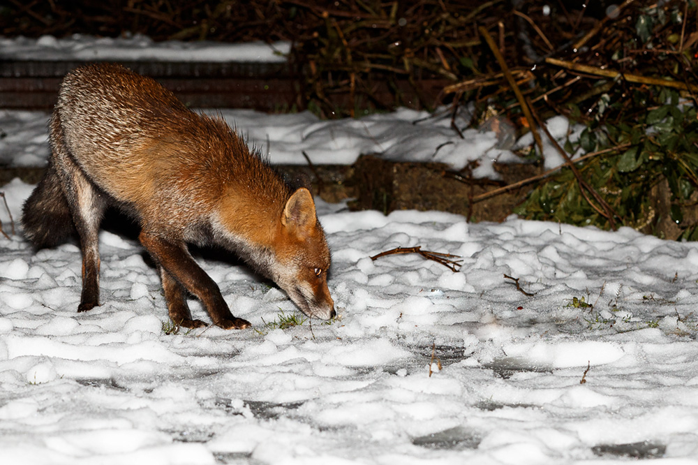 fox in snow
