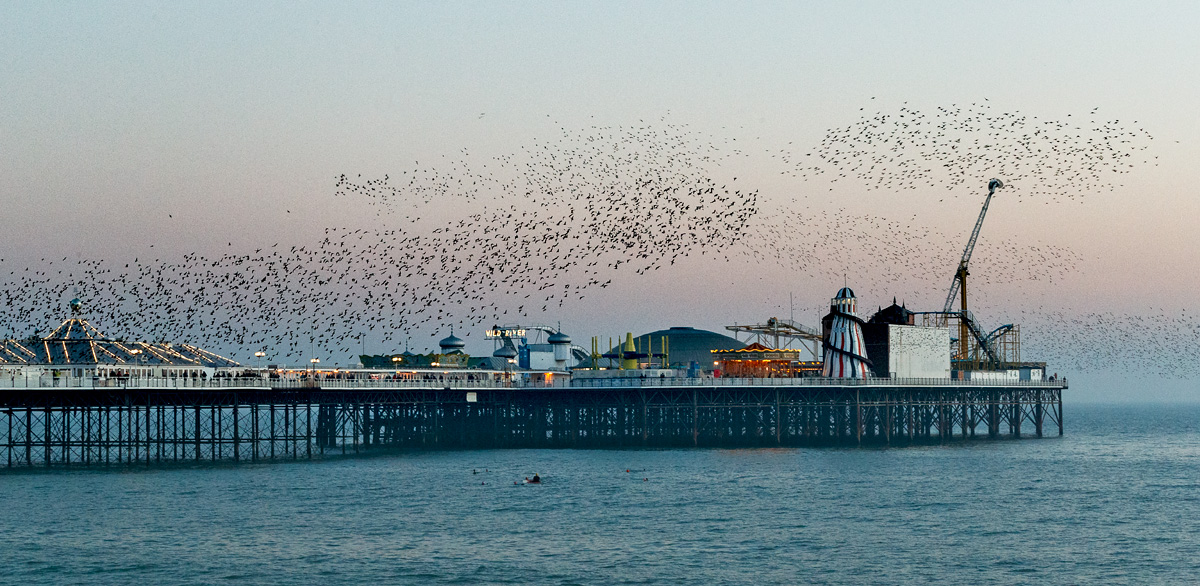 murmuration of starlings at Brighton