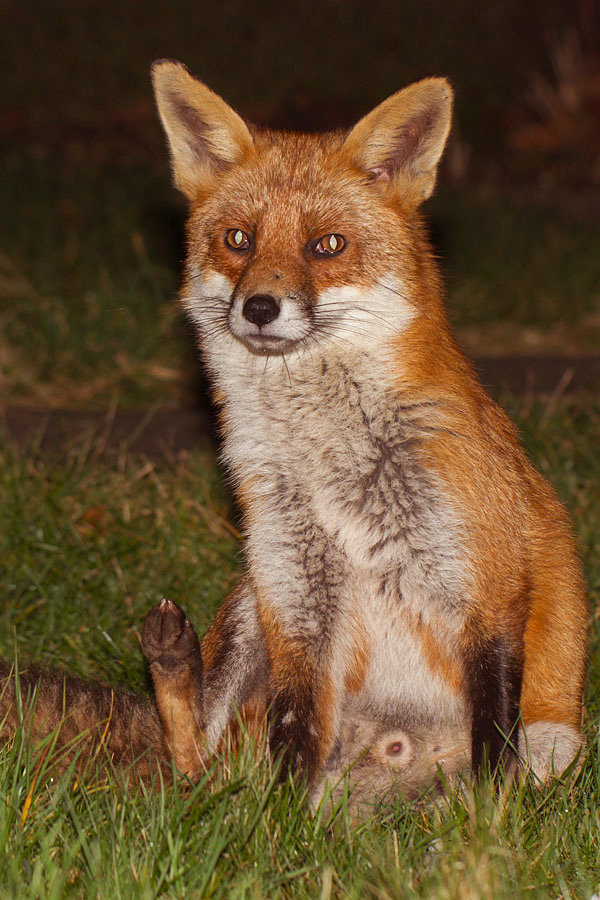 male (dog) fox