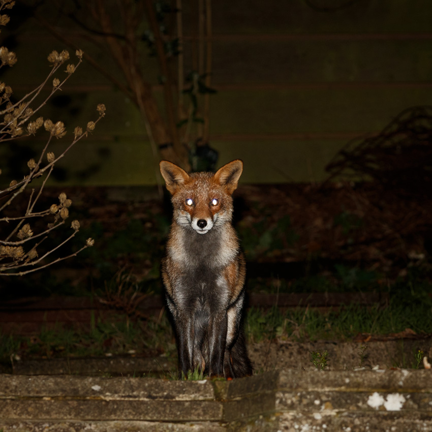 fox at night