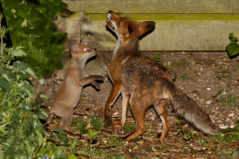 fox cub and vixen