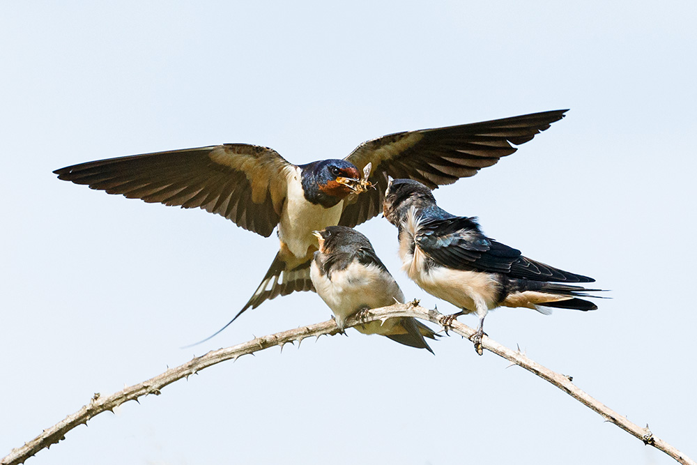 Adult swallow feeding fledgling