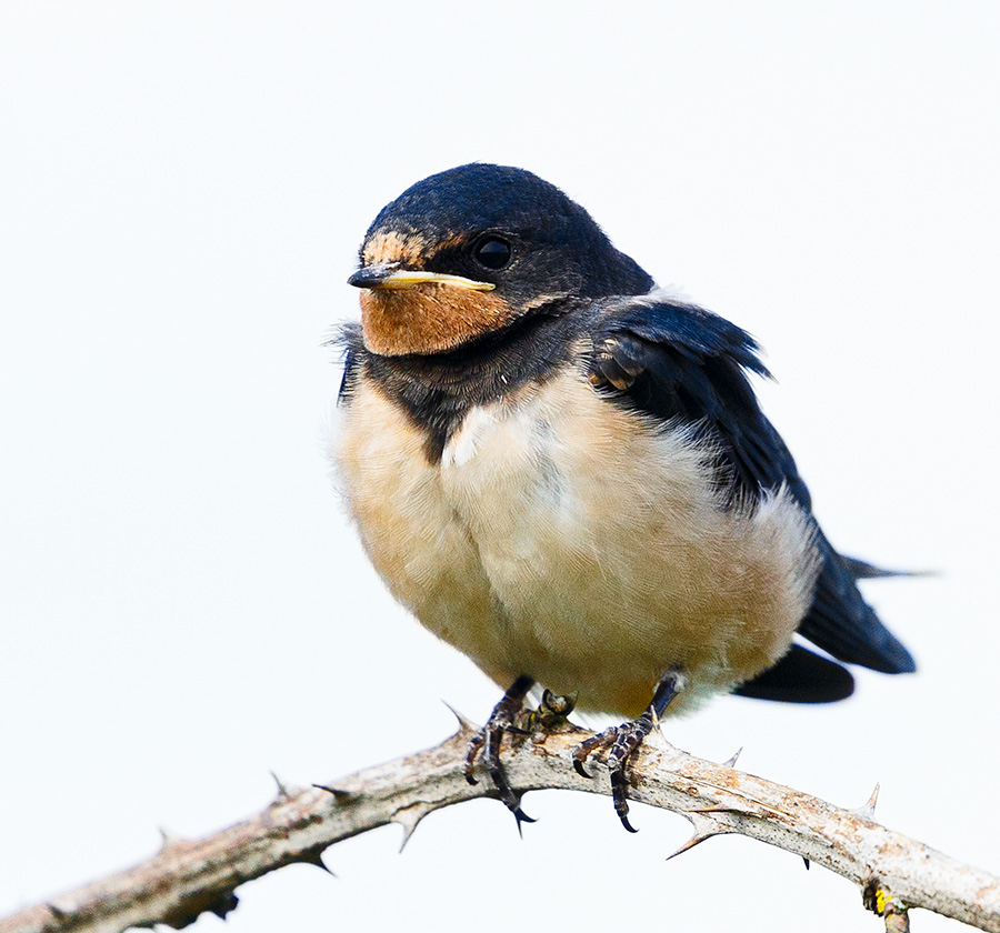Fledgling swallow