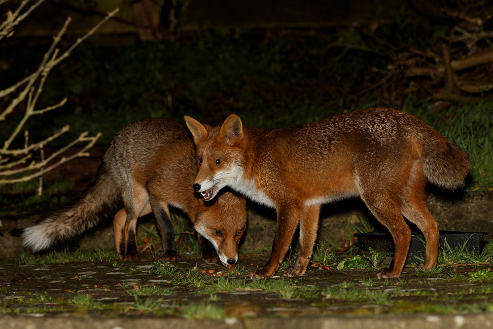 two young foxes