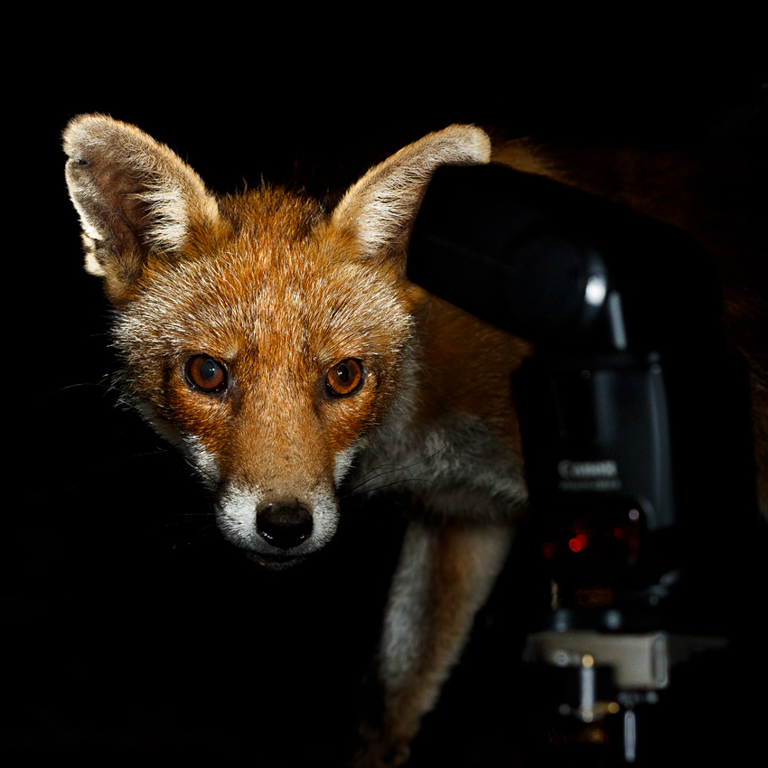 fox and flash 