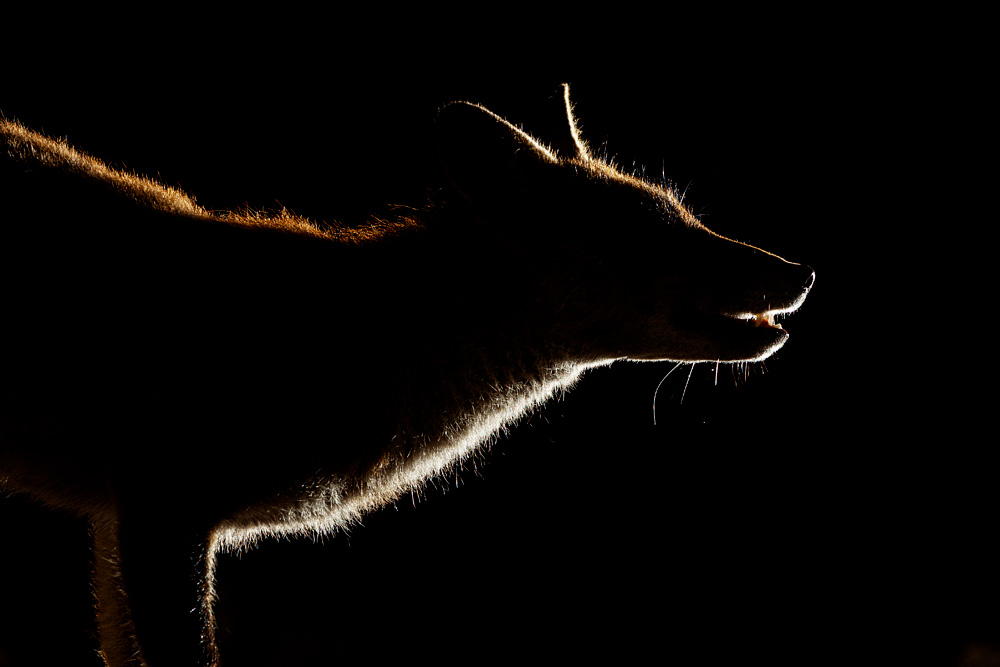 Backlit fox