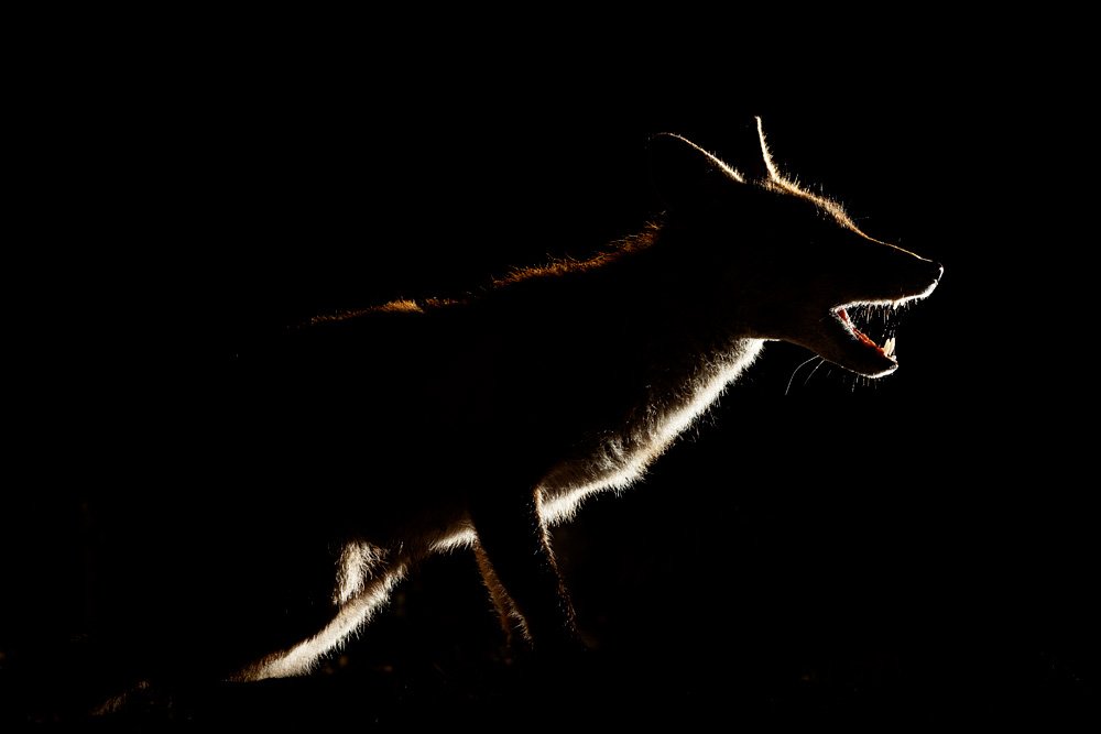 Backlit fox