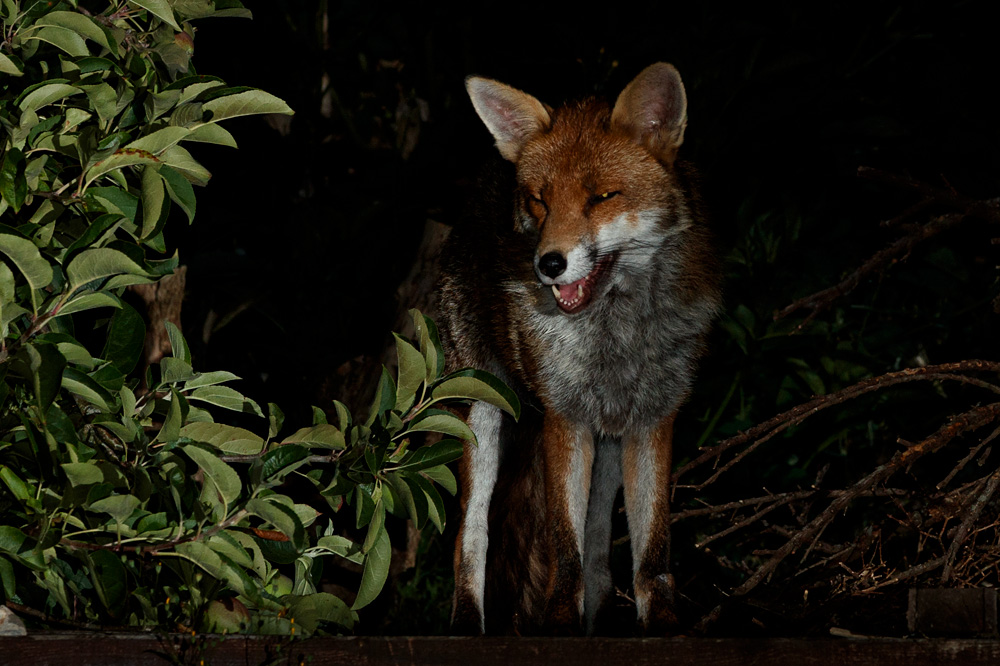 large male fox standing