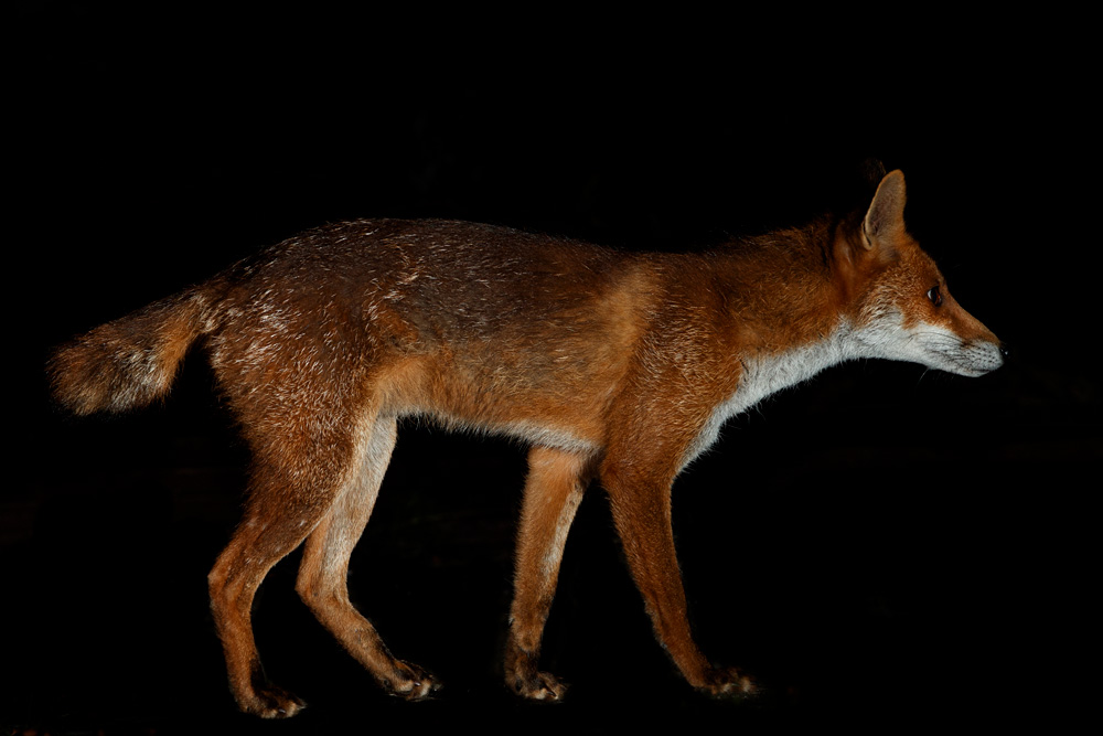 fox with shortened brush