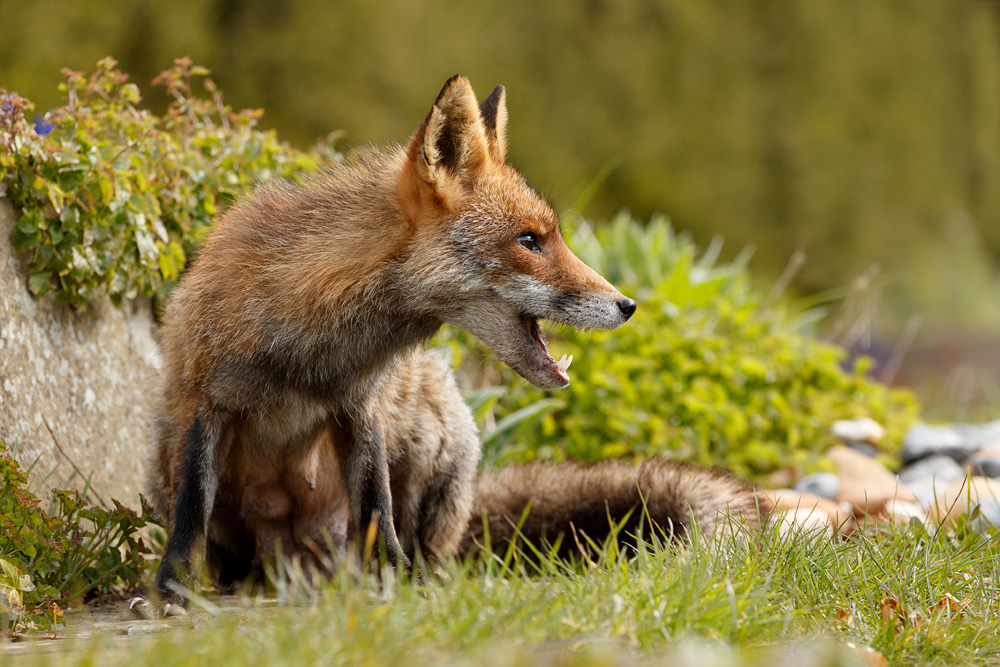 fox crouching