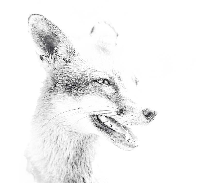 Fox Portraits