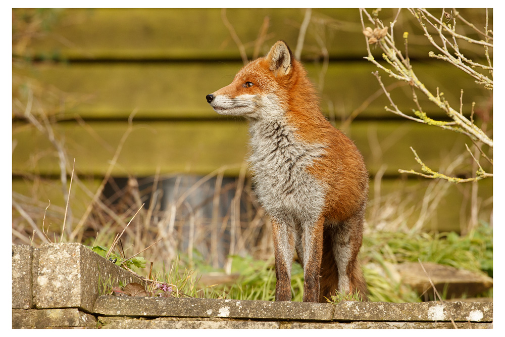 fox standing on step with head turned to one side