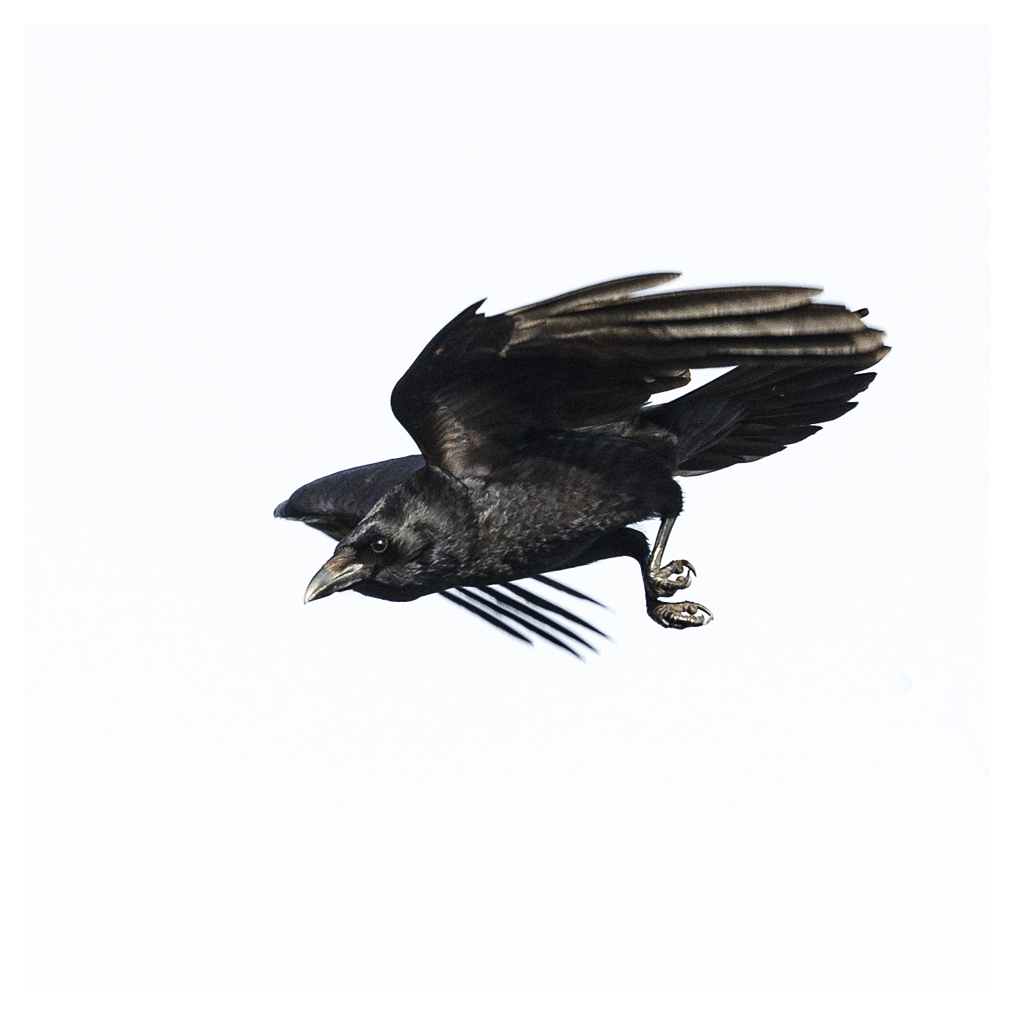 Corvids – The Crow