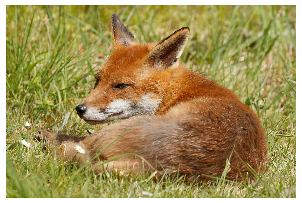 fox