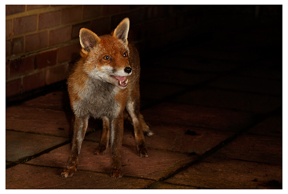 1302260802266543.jpg - Lopa at night