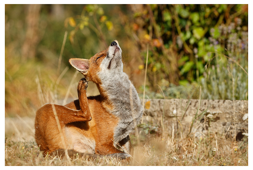 fox