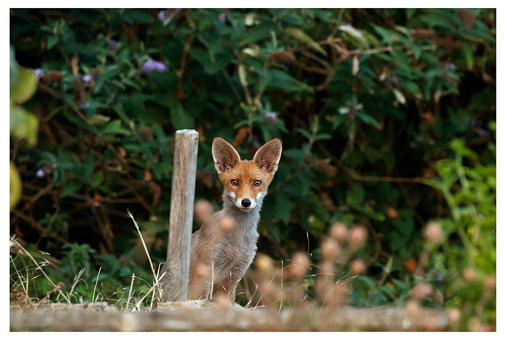 fox