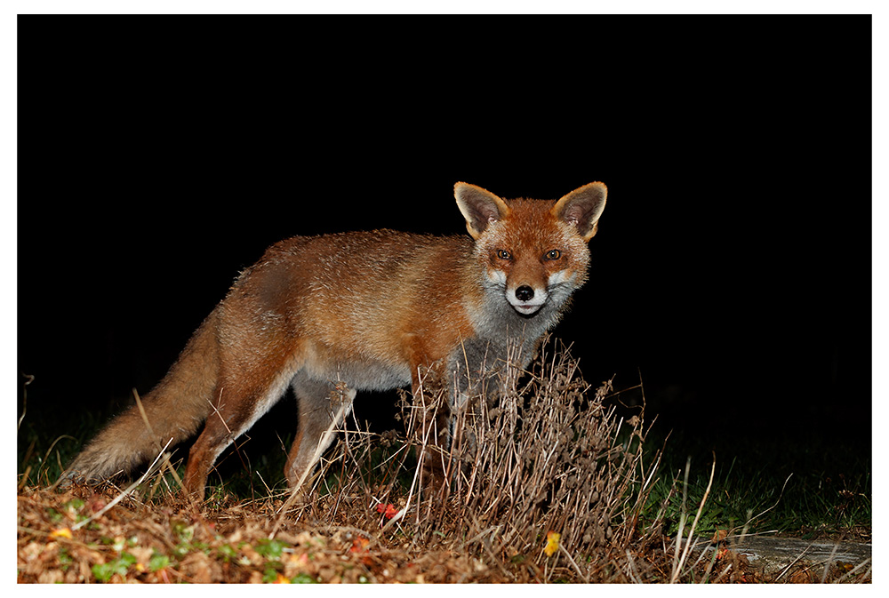 2401262401266523.jpg - Lopa at night