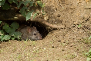 Adult brown rat (Rattus norvegicus) along the exposed banks of Falmer Pond in East Sussex