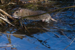 Brown rat scurrying and swiming along the fringes of a swollen pond, Falmer, East Sussex
