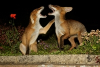 Last one tonight, two of the cubs  (the vixen and what I think is the second male cub - he has a magnificent black brush) arguing - as they do