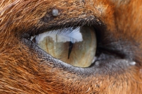 fox_1407114355bwc_